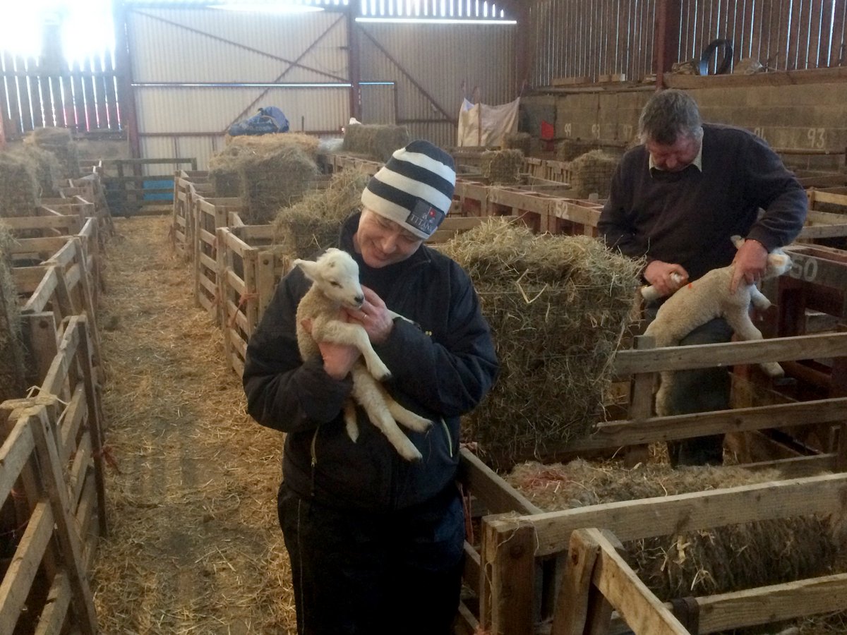 vincentwildlife's tweet photo. NEW BLOG: Experiences on a Welsh sheep farm. VWT's @TheVelvetClaw &amp; Kate McAney help out with lambing on Huw and Ann Tudor's lowland farm near Llanilar: https://t.co/pvYu8mDvFG https://t.co/VR3r2YSSyE