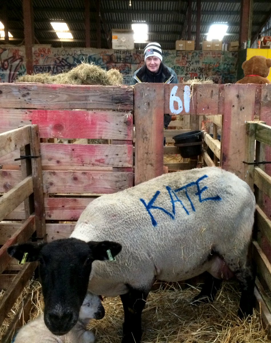vincentwildlife's tweet photo. NEW BLOG: Experiences on a Welsh sheep farm. VWT's @TheVelvetClaw &amp; Kate McAney help out with lambing on Huw and Ann Tudor's lowland farm near Llanilar: https://t.co/pvYu8mDvFG https://t.co/VR3r2YSSyE