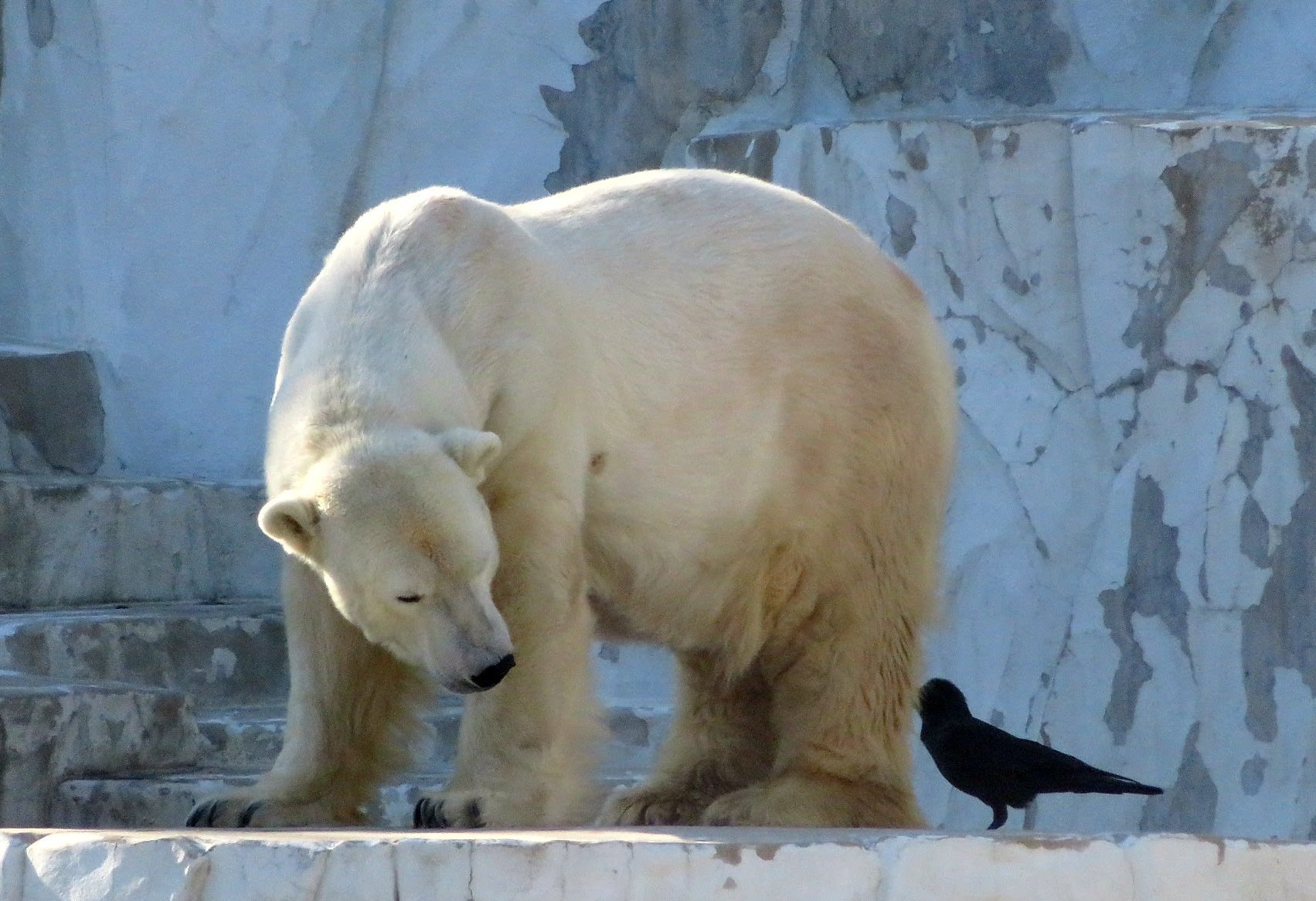 ぺっこ 優しいサスカッチʕ ᴥ ʔ ホッキョクグマ サスカッチ 東山動植物園 T Co B2tytivxs5 Twitter