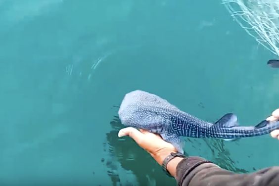 Whale shark pups WHALEy are the cutest! DYK: Female whale sharks give birth to about 300 live young?! 😍🐋🦈 #FunFactFriday