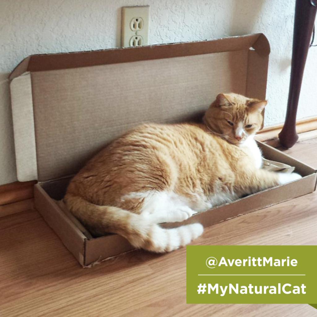 PurinaCatChow's tweet photo. This fluffy orange boy! We love Whiskers in his too-small box. Thanks for sharing #MyNaturalCat, @AverittMarie - Give him some pets from us 😸 https://t.co/fkcBvB0VDM