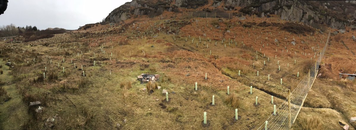 luctweeting's tweet photo. Our #landscapeplanner Alex had an amazing time volunteering in the Hebridean sunshine at the Camas Outdoor Centre on the beautiful island of Mull, personally planting over 400 trees that were supplied by @WoodlandTrust. Thanks to @ionacommunity @NCWoodlands for organising https://t.co/12DByDe4ga