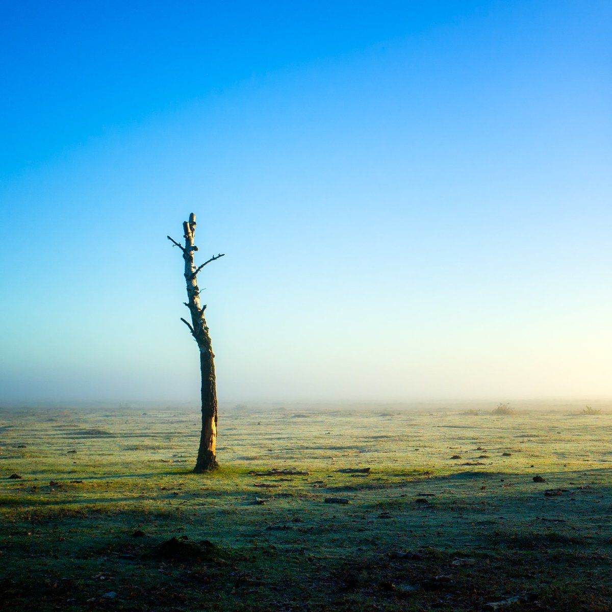 davidreport's tweet image. Lonely ex birch tree. #tree #landscapephotography #Misty