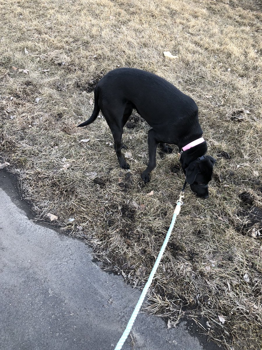 LolaELThedog's tweet photo. #GUYS the #GREENSTUFF AND #BROWNSTUFF AND #NOT #COLDSTUFF IS BAAAAA#CKKKKK #andallmyhairisfallingout #wellnotallbutalot #workingonmysummerlewk #lesshairdontcare #givingmyhouseanewdecor #blackcarpetisin #notblackcarpetisout #designerpuppy https://t.co/2OGqYPkH2i