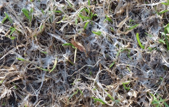 JGlawncare's tweet photo. Keep an Eye Out for Snow Mold! https://t.co/Ftp7lrfs7u https://t.co/81BUbtrrZM