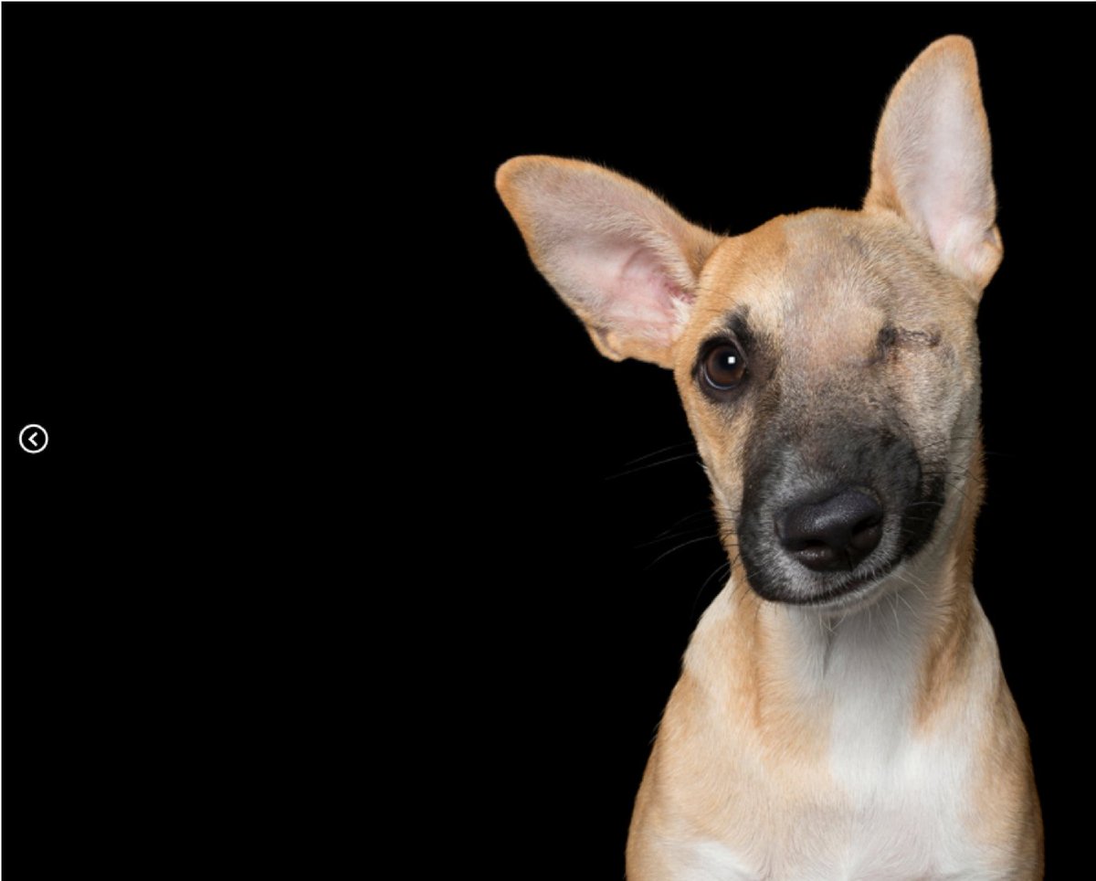 PetableCare's tweet photo. Amazing #petphotography by Alex Cearnes. Especially ❤️ how she captures 'perfect imperfection' in pets. There's also a book. 
https://t.co/c3e4YOw6Kh 

#perfectimperfection #alexcearnes #houndstooth #pets #dogs #cats #photography https://t.co/6clmYOMhKc