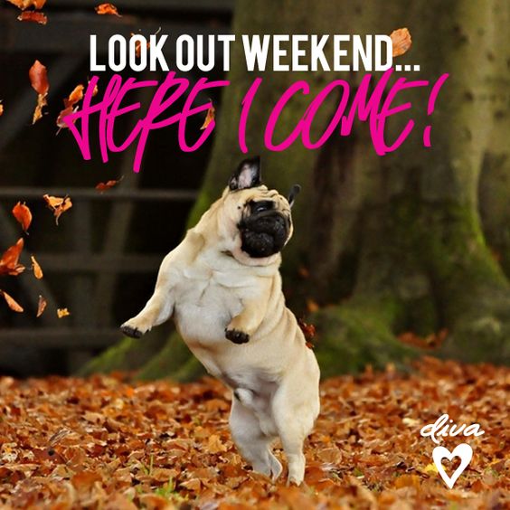 copp_c's tweet photo. Happy Friday
#crystalcoppola
#Puglife https://t.co/0hXUGYILdo