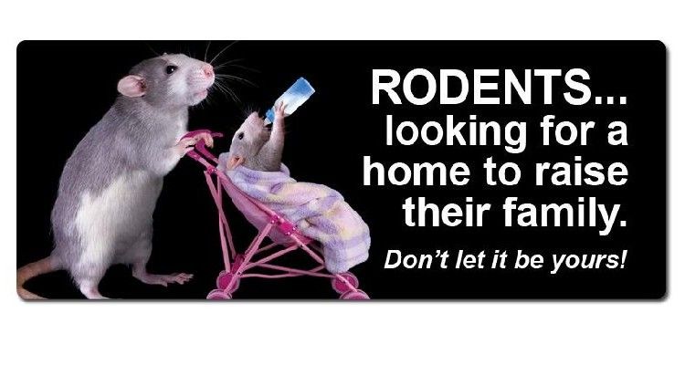 WBPest's tweet photo. Springtime is for... rats? Eeek! #WBPestControl can take care of that! https://t.co/iGCsXPFinv
