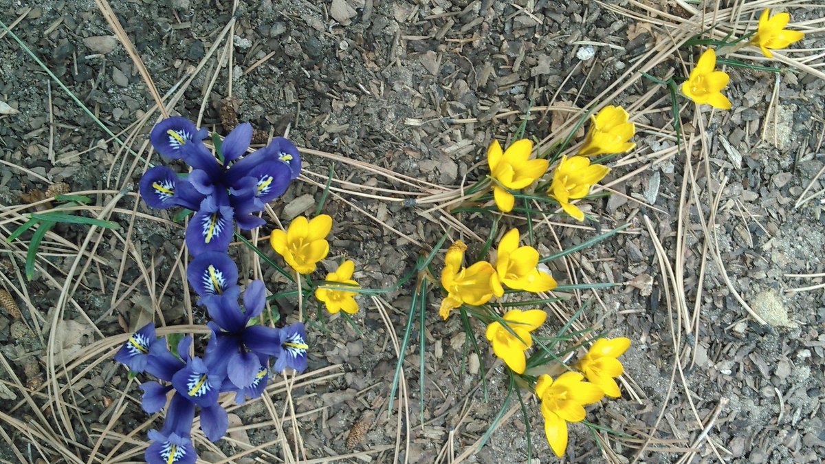 A dry Colorado garden with somecolor to kick off the season!
#ColoradoGardening