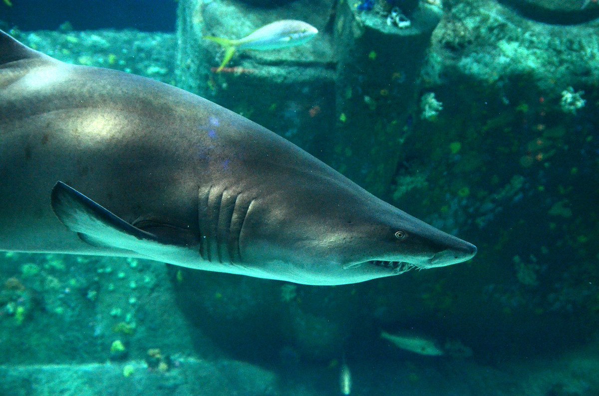 ncbeer's tweet photo. Love sharks? Join @CrystalCBrewing + @NCAquariumatPKS for #SudsforSharks on Mon. 3/19 - raising money + awareness for sand tiger shark research + conservation. https://t.co/sTwOI0dP8Q #sharks #Pints4aPurpose #ncbeer https://t.co/DnVe1mFrCL