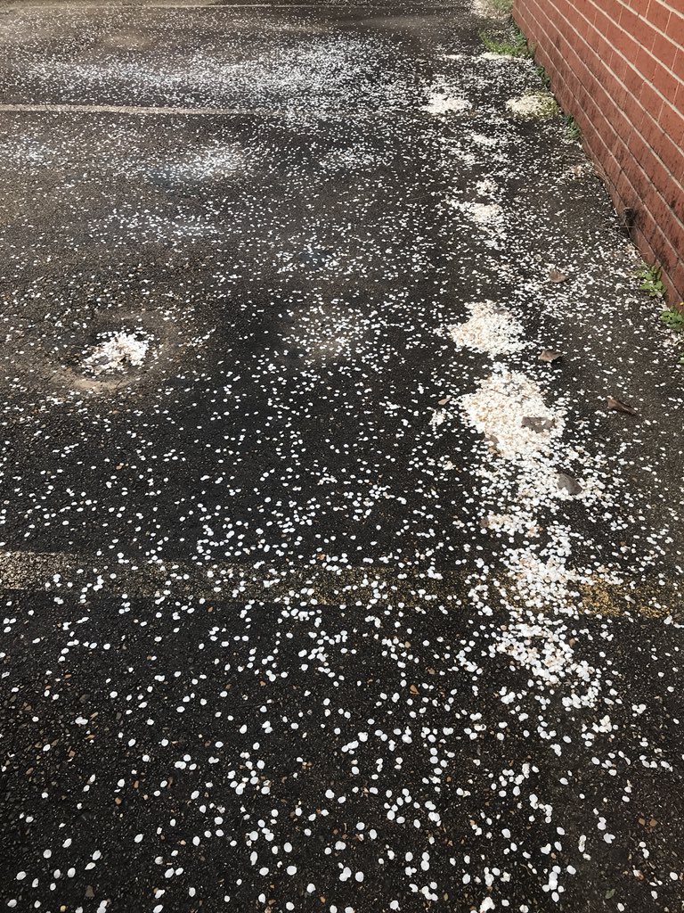 AlwaysLake's tweet photo. A coworker came into the office asking if we knew it had hailed... 😂
#arwx #bradfordpear #nothail @KATVToddYak https://t.co/hSMyr6RRXI