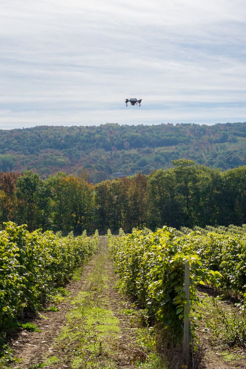 GHfoodfarming's tweet image. Did you know there's one-of-a-kind innovation flying overhead #NiagaraRegion vineyards? @VineViewTech Measures Grapevine Health in Niagara with NASA-like Aerial Technology: foodandfarming.ca/viewview-niaga… 🍇🍇 #grapevinehealth #vineyards #innovativeag #innovation #ontag @grapegrowersont