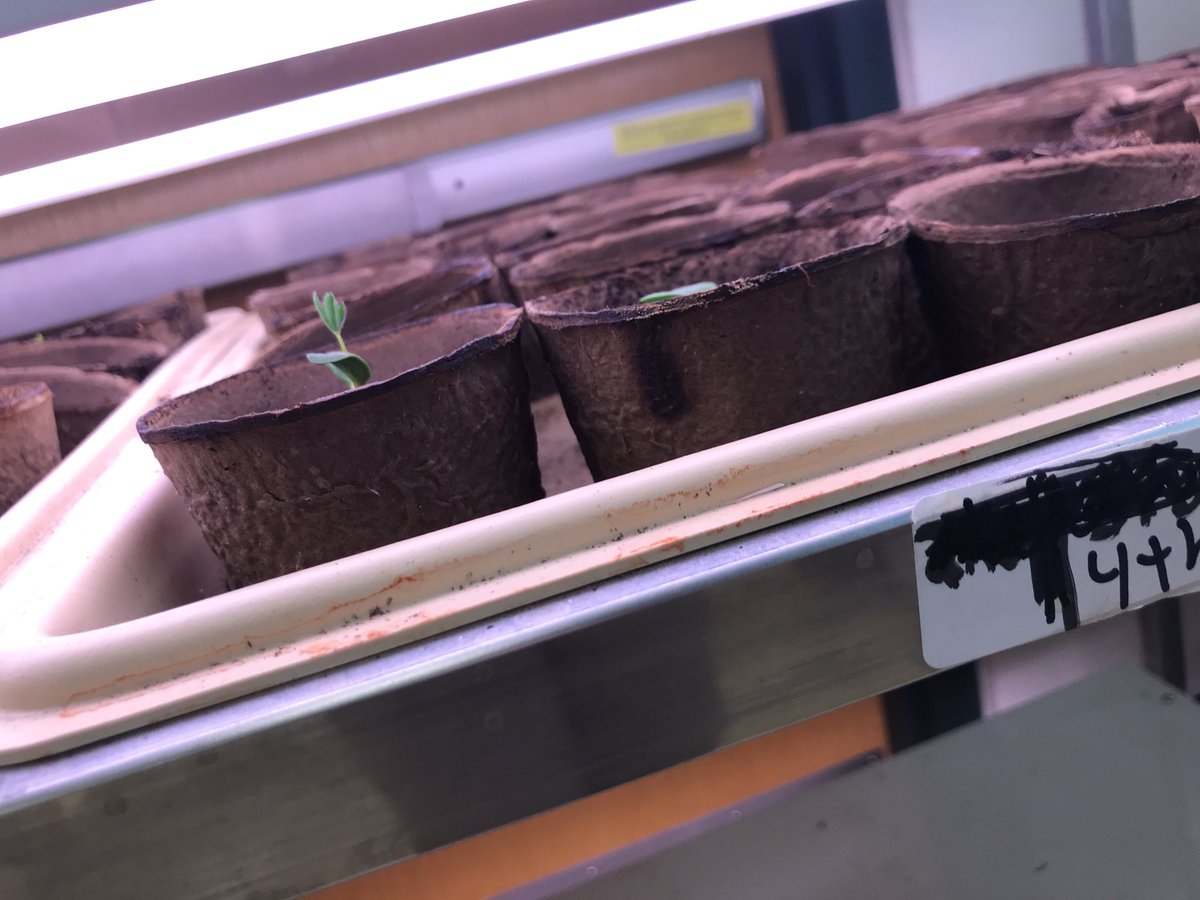 MortonPollinate's tweet photo. The milkweed seeds from last week are growing!! @bio_otoole #MortonPride https://t.co/bApCMVQZo9