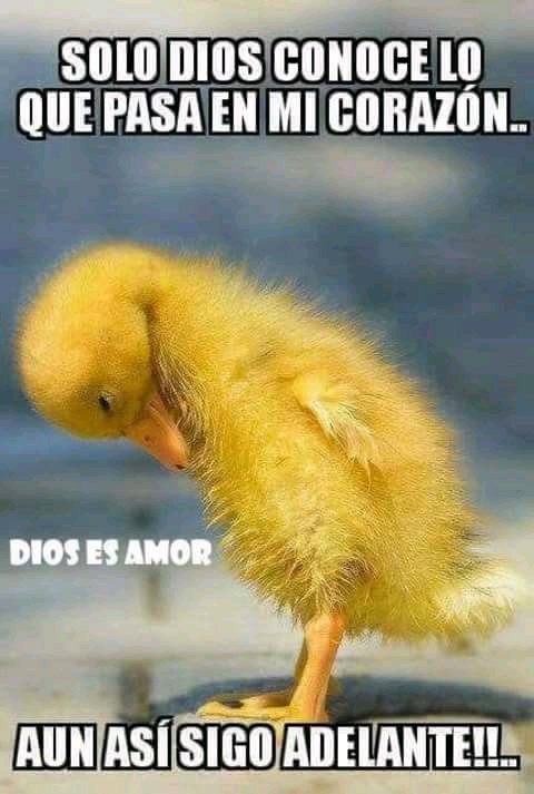 adolfoleon43's tweet photo. Con Dios todo es posible.. https://t.co/cqSWPKVmHd