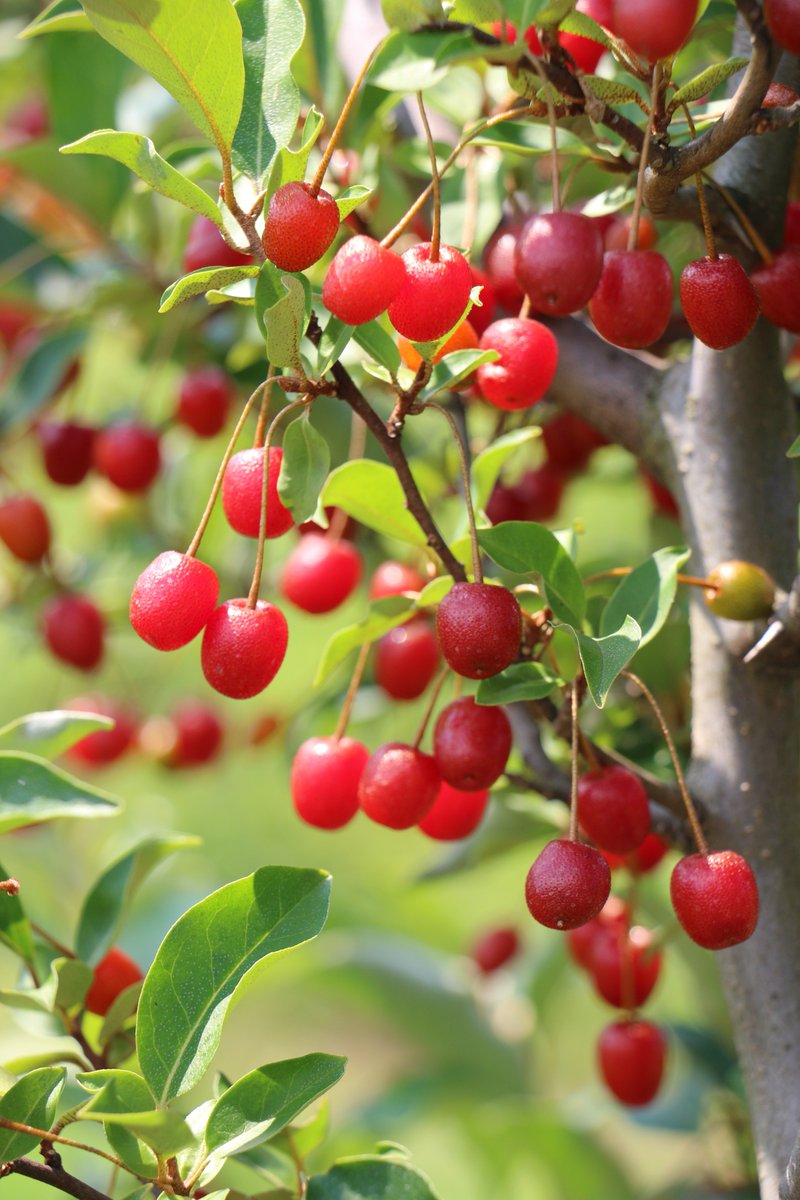 LuberaUK's tweet photo. #GrahamAndrews...this is CHERRIFIC, thank you BERRY much!!!!
https://t.co/TAGTb25eLM https://t.co/mxocqRoOI2