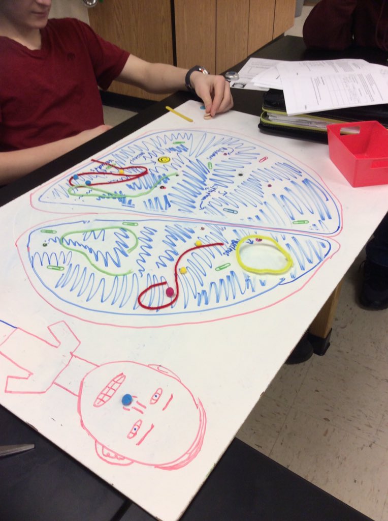 LednickTweets's tweet image. You all know what a cell looks like, right? But how would you turn one into two?! #STEMmodeling #artsncraftstime #mitosis