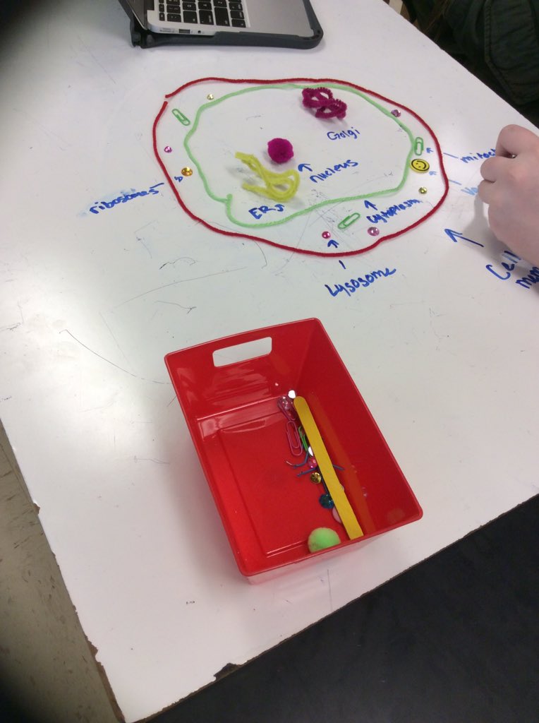 LednickTweets's tweet image. You all know what a cell looks like, right? But how would you turn one into two?! #STEMmodeling #artsncraftstime #mitosis