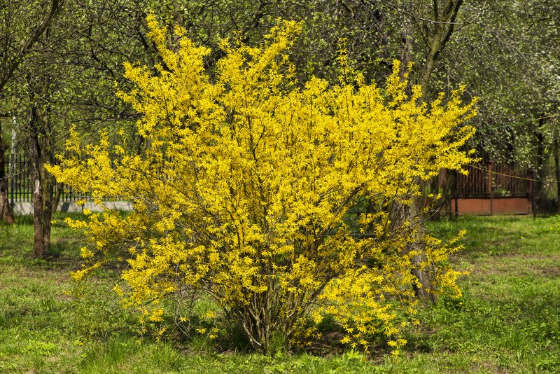 AAmendtPest's tweet photo. #Termites often appear when the forsythia in your area is in bloom. #TermiteAwarenessWeek2018 https://t.co/pYbFGHzE2N