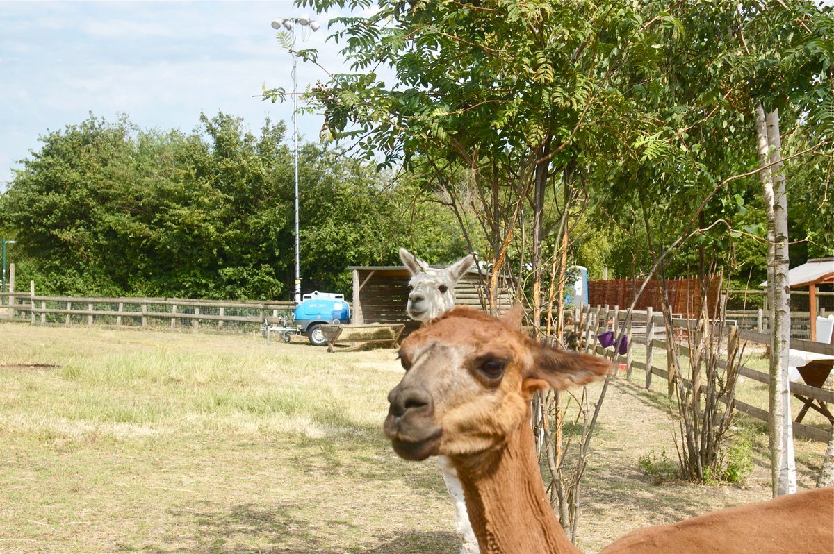 tcpecolite's tweet photo. The Llamas love #h2week ! Thanks to @mudchute who have used our #hydrogen powered #ecolite #TH200 #lighting towers for their #summer party which returns this June. Powered by the HYMERA® #Fuelcell from @boconline #cleanair #happylamas #silent #emissionfree #onlyemissioniswater https://t.co/VGL4PKFM9l