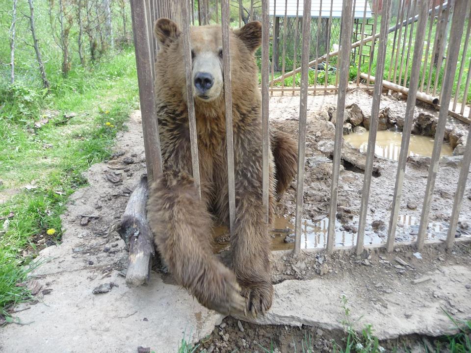 FOURPAWSUK's tweet photo. Exactly 5 years ago, we managed to rescue Kassandra and bring her to our BEAR SANCTUARY Prishtina. She has lived here for two years now and she shares her enclosure with Vini. The two bears live a harmonious life in their quiet, species-appropriate environment. <3 https://t.co/zJq8Uq8gnR