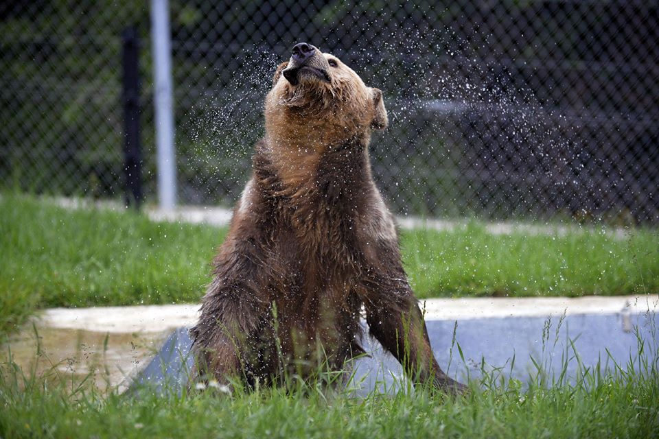 FOURPAWSUK's tweet photo. Exactly 5 years ago, we managed to rescue Kassandra and bring her to our BEAR SANCTUARY Prishtina. She has lived here for two years now and she shares her enclosure with Vini. The two bears live a harmonious life in their quiet, species-appropriate environment. <3 https://t.co/zJq8Uq8gnR