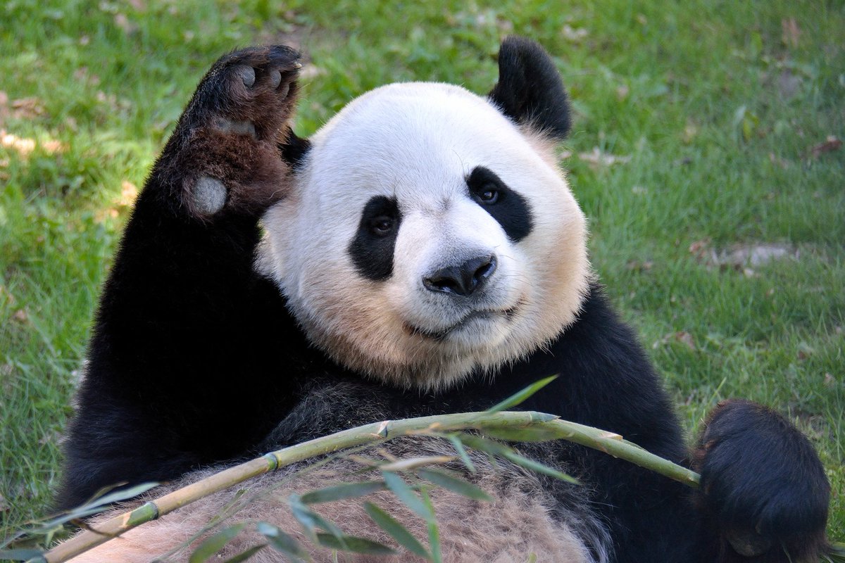 TheTorontoZoo's tweet photo. Farewell Toronto 🐼. Please note as of 6:00pm this evening, the Giant Panda Experience will become permanently closed. We hope those who are at the Zoo, enjoy your last day with Er Shun, Da Mao, Jia Panpan and Jia Yueyue! #TOPandaFarewell https://t.co/ebwobstB3B
