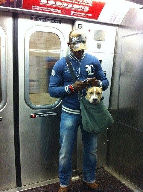WeLoveDogsUSA's tweet photo. I laughed out loud! 🤣
The NYC subway only allows dogs small enough to fit in a bag!
#Pibulls #dogcarriers #bigdogs #FridayMotivation #dogsoftwitter #rescuedog
#DogLovers #funnydogs https://t.co/ArtjUrmDSi
