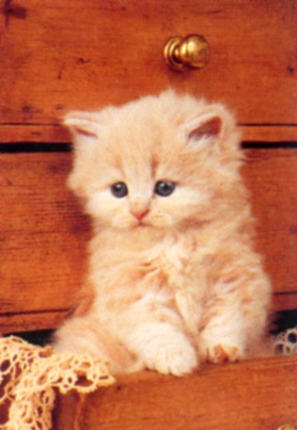 <a href="/thetideishight/">Allexander001</a> <a href="/yanne888/">snow888</a> <a href="/Lafofe26/">Flo de Flo</a> <a href="/mmjoymm_StP/">LittleRiver</a> @PierreLePigeon <a href="/KKokorinko/">Kokorinko Kokorinko</a> <a href="/birgitlissowsky/">Birgit Lissowsky</a> <a href="/Millakisu/">Helena</a> <a href="/Verywimp/">Frank V.❤️Cats😻 040Ehv. Does only Voluntary work!</a> <a href="/Madelei98465055/">Madeleine</a> <a href="/CPettle/">carol pettle</a> <a href="/m_yosry2012/">Gaml .y</a> <a href="/CoralieArtu/">🐷🐞 Coralie 🐞🐷</a> <a href="/Tirolerin45/">dieSchatzen Oma</a>