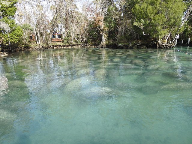 MyFWC's tweet photo. Watch out for #manatees while #boating this spring: https://t.co/HAHO10IXWx https://t.co/GEGC8QaVSO