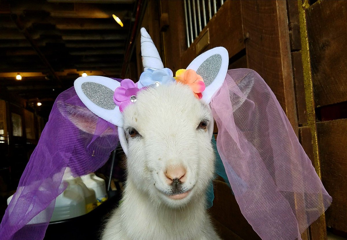 As a goat, I just wanna look at this goat.

Pic by @JodyJunebug_64
