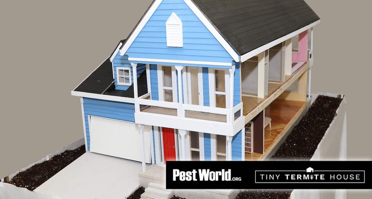 The National Pest Management Association (NPMA) built a scale model house to show the public the damage termites can cause. Follow the Tiny Termite House to see the secret life of termites. --> ow.ly/M5D930iXPXp 
#termites #termiteawarenessweek