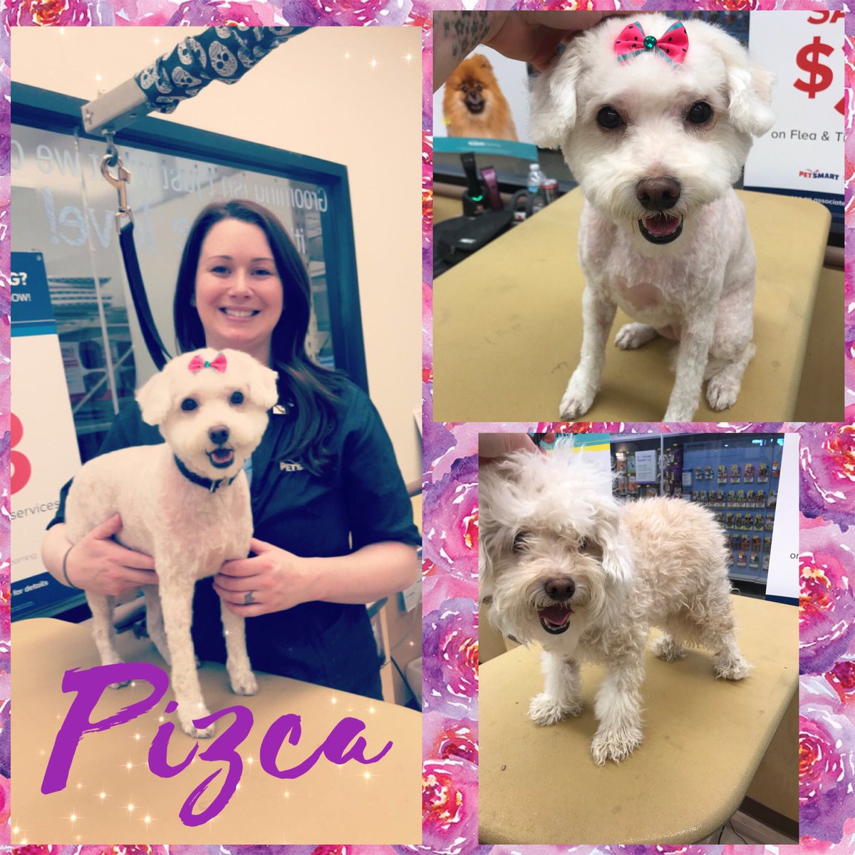 #northeastgrooming #store1669 #epa groomer: Kim , Category: Extreme Makeover <a href="/monicalovespets/">PetSmartNortheast</a> <a href="/ssklr11/">Kristie Reisenweaver</a>