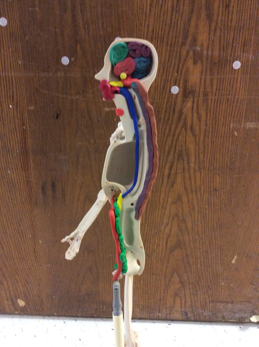 First years are beginning to add the digestive system to their Manikens! #FCPSCTE #FrederickCTC
