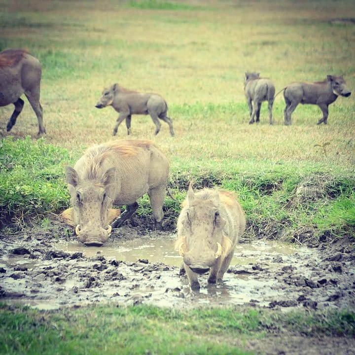 NicoleReigelman's tweet photo. My #instagram #travel pics this week, 3 different continents. The view from #AngkorWat, #Cambodia 2018; view from the #AppalachianTrail, #Pennsylvania 2016; warthogs, or #Pumbas, in #NgorongoroCrater, #Tanzania 2017. #ExploreMore https://t.co/EZQZjYnUDY