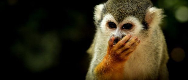 Is #SocialMedia fuelling the illegal #pet trade? buff.ly/2tODJxu #crime