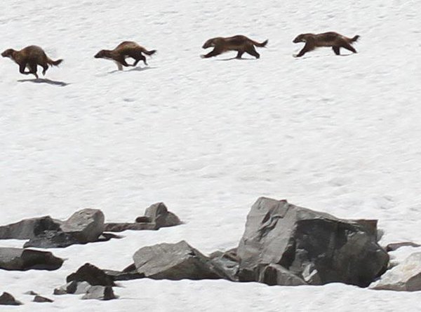 What an awesome #MontanaMoment captured by photographer Chad Harder: A very rare wolverine sighting in the high-country!

You can help protect wolverines and the habitat they need by urging Congress to support this #Wilderness bill: bit.ly/2q6rQwS