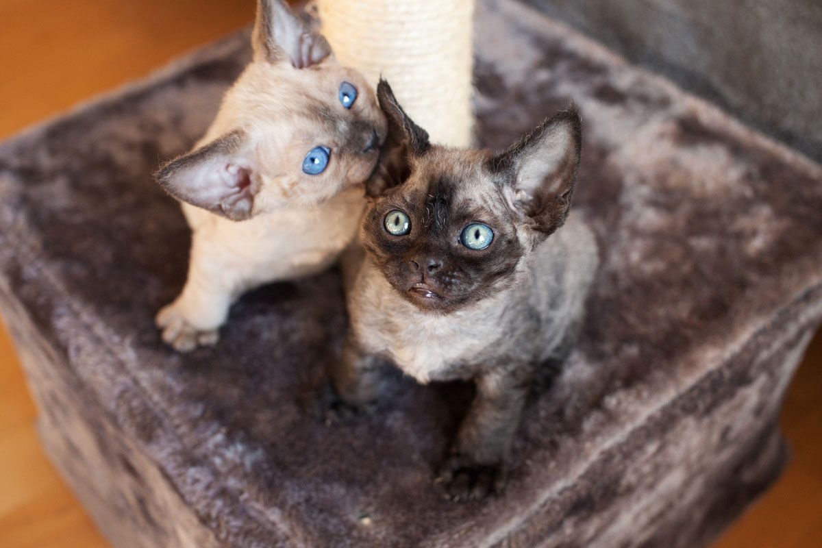 thecatsite's tweet photo. “Always keep your eyes open. Keep watching. Because whatever you see can inspire you.” — Grace Coddingtonn In other words, have cats in your life! #Cats #Quotes #Inspurration https://t.co/vYOdBqNHsk