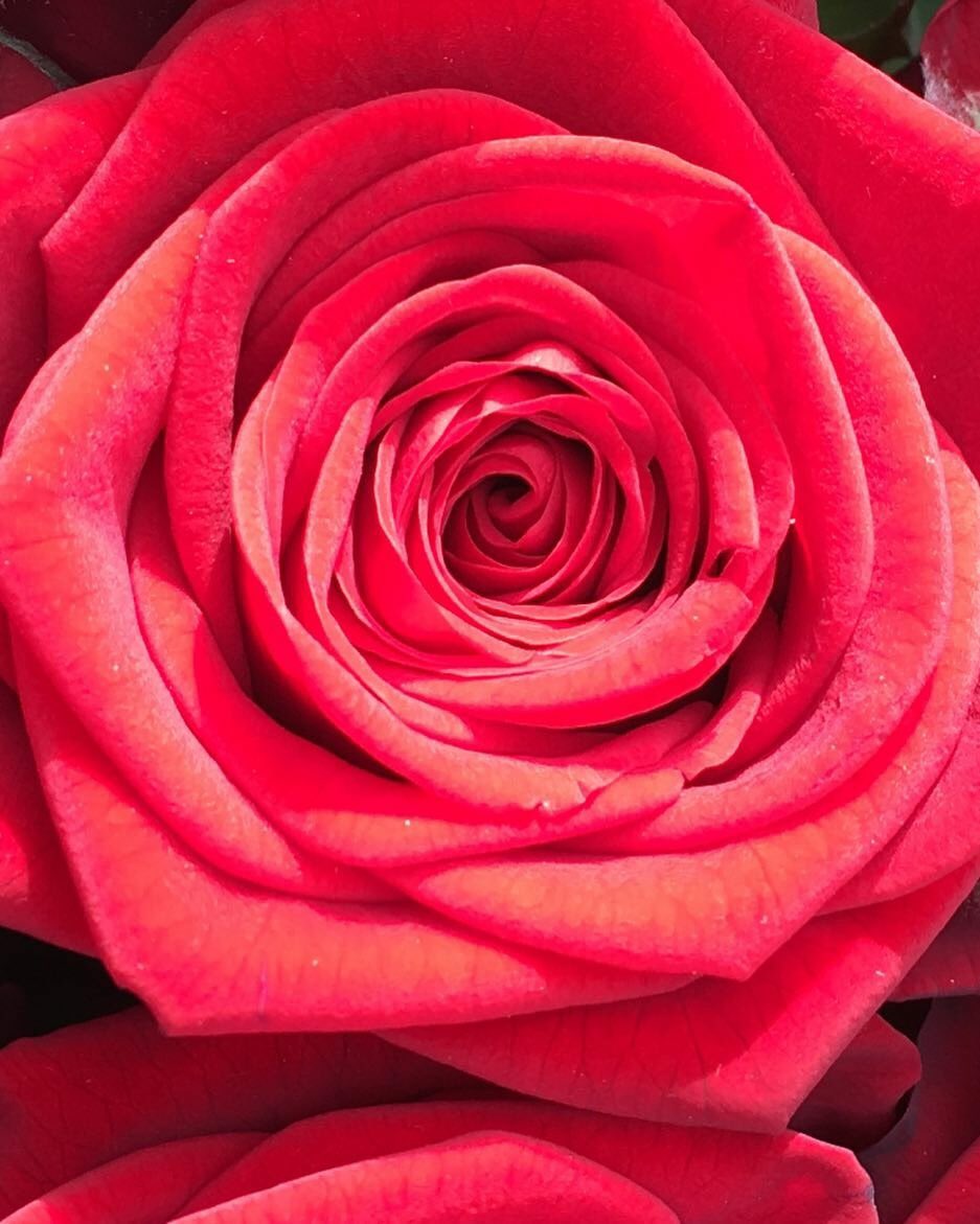 Rosartist1's tweet photo. ~ Falla impazzire con Red Naomi 🌹 
#rosartist #dreambox #roses #nofilter https://t.co/ZvZOvbRbrS