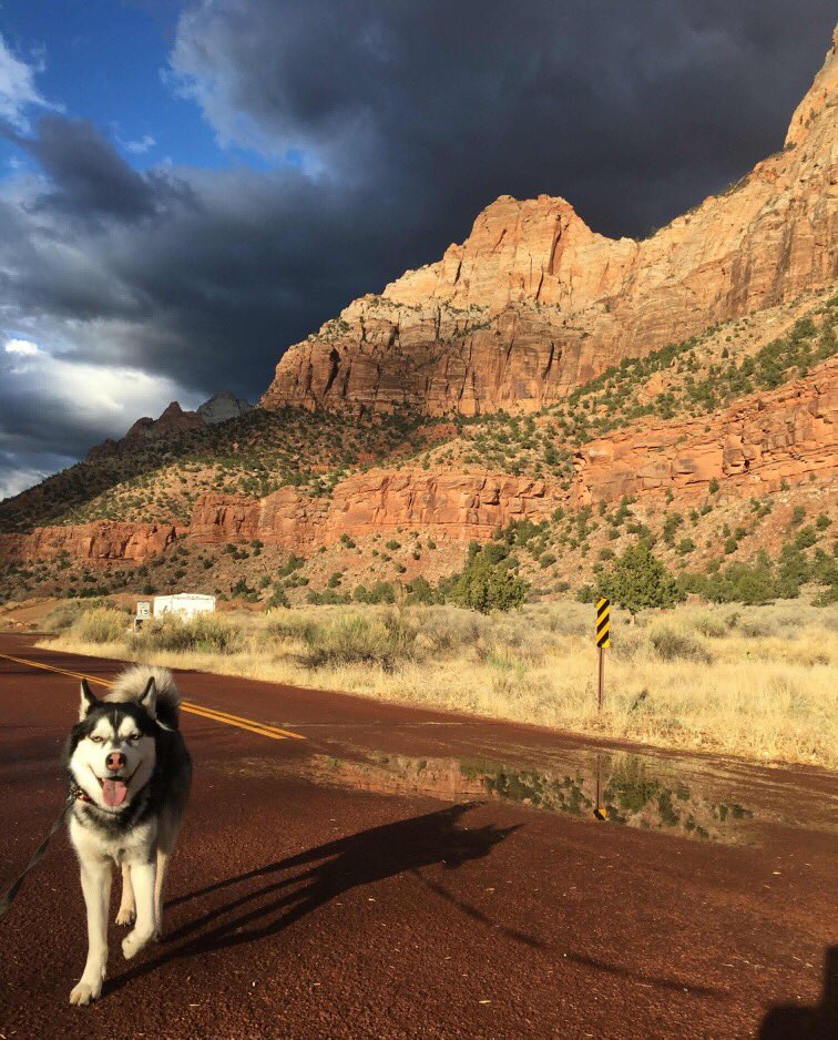 harnesspassion's tweet photo. Adopted! https://t.co/iapdhR1RuZ