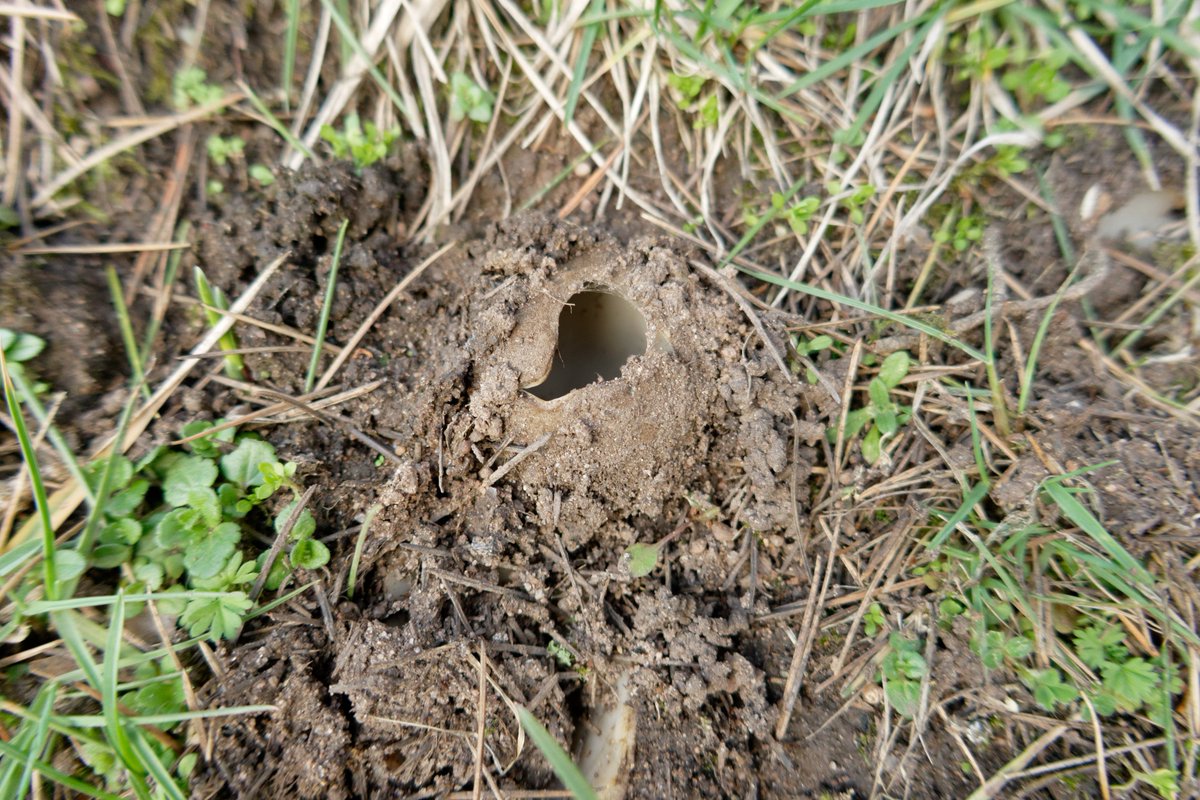 lukaslarge's tweet image. Cedar cup fungi (Geopora sumneriana) found in Stourbridge earlier today #fungifriday