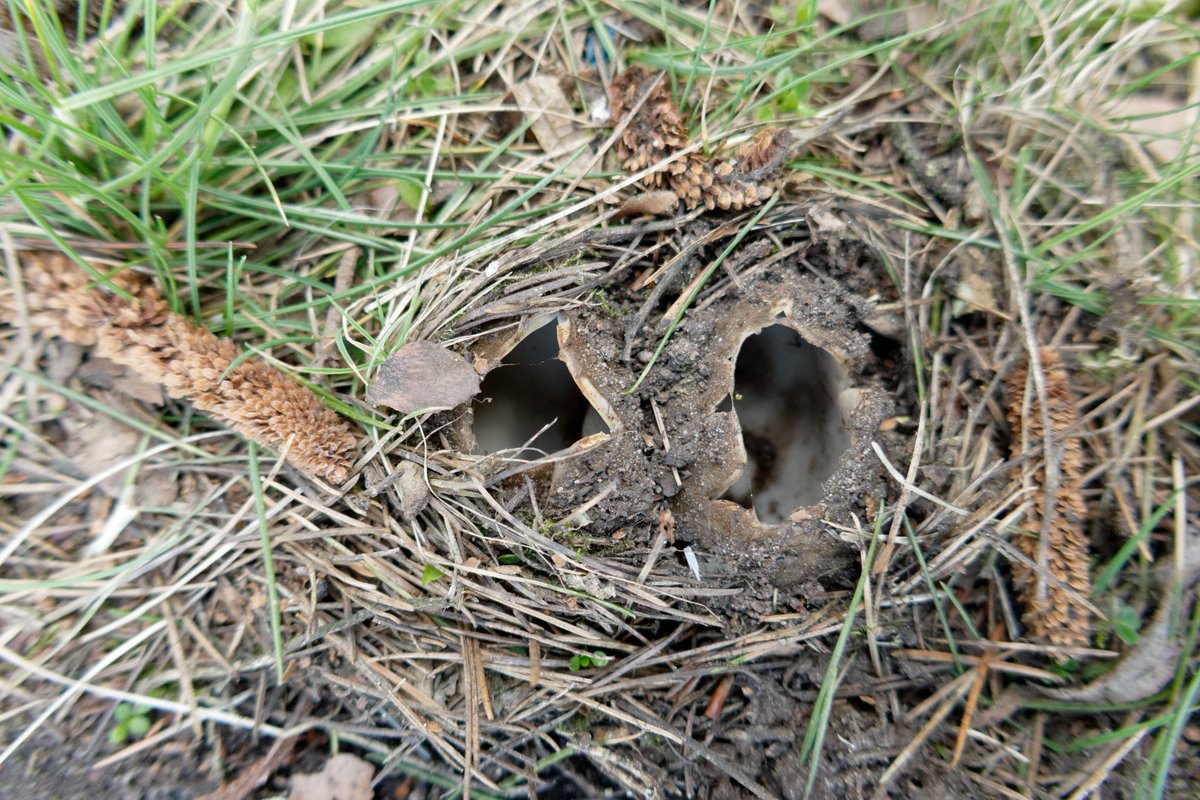 lukaslarge's tweet image. Cedar cup fungi (Geopora sumneriana) found in Stourbridge earlier today #fungifriday