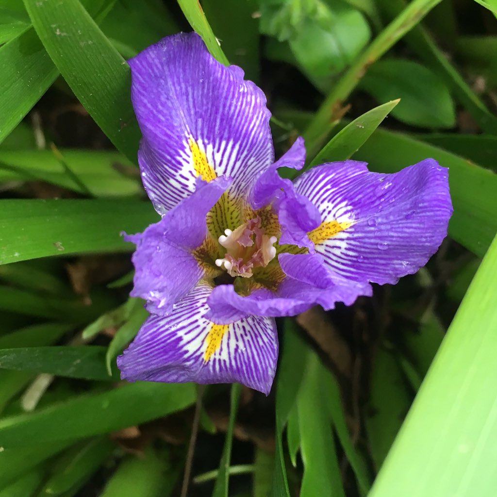 RHS_Rosemoor's tweet image. No 18 on our #springsensations garden trail - Iris Reticulata. #GrowThisSpring @lovenorthdevon @VisitDevon @DevonLife  @ndgazette @visitexmoor rhs.org.uk/rosemoor