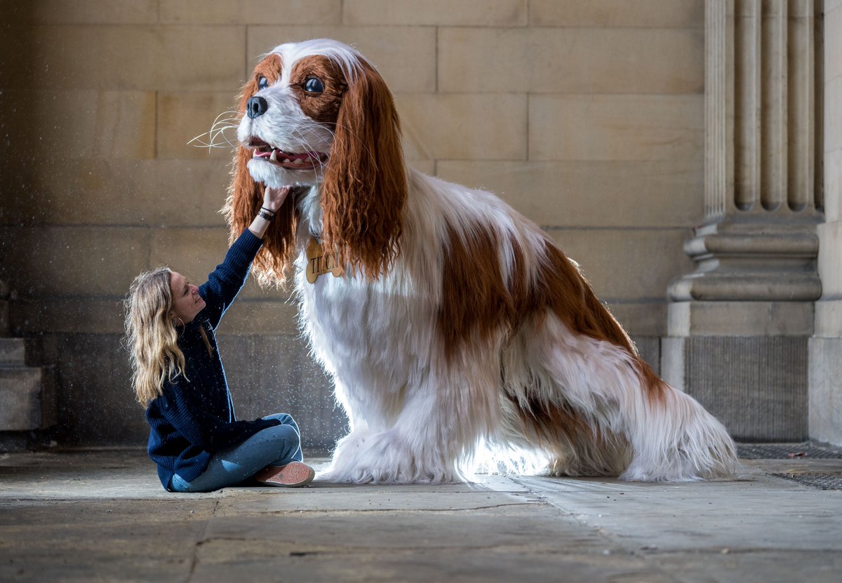 snapperjim's tweet photo. #Titch possible the #worlds #largest #dog a #Cavalier #King #Charles #Spaniel #dogsoftwitter @artem_sfx @FrontlinePetHealth #TakeaCloserLook #FRONTLINEPLUS check your #dog for #fleas #yplive #yeplive @yorkshirepost @LeedsNews @MadCowFudge @Bella_Astro @Crufts @steveridingpics https://t.co/uLg6LknCMx