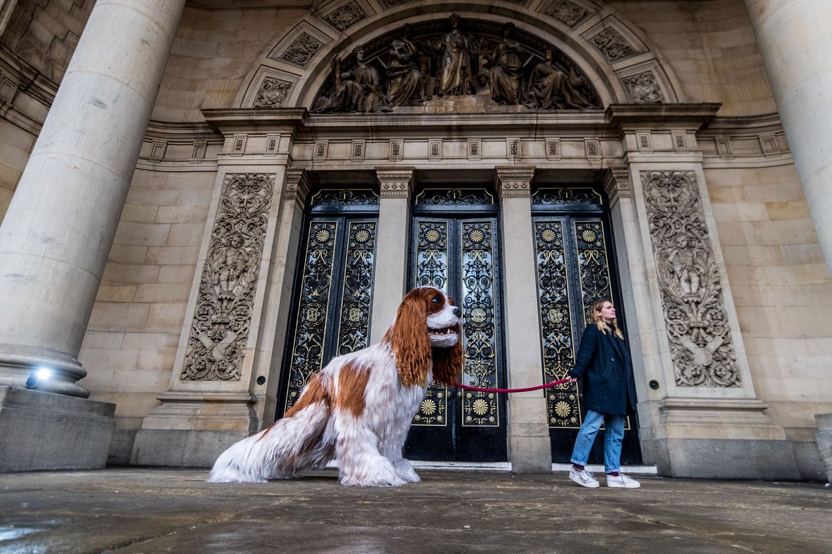 snapperjim's tweet photo. #Titch possible the #worlds #largest #dog a #Cavalier #King #Charles #Spaniel #dogsoftwitter @artem_sfx @FrontlinePetHealth #TakeaCloserLook #FRONTLINEPLUS check your #dog for #fleas #yplive #yeplive @yorkshirepost @LeedsNews @MadCowFudge @Bella_Astro @Crufts @steveridingpics https://t.co/uLg6LknCMx