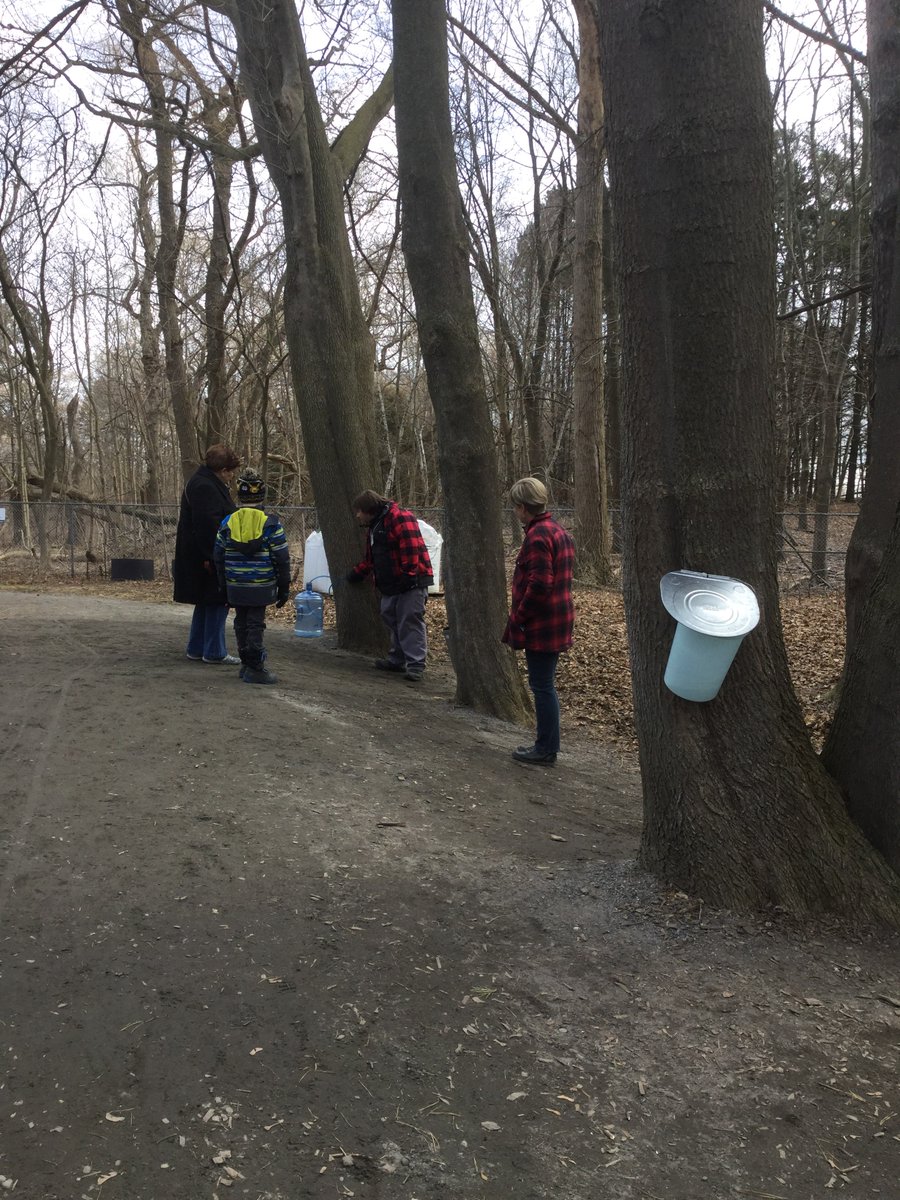 SaugaMuseums's tweet photo. It’s finally #SaugaMapleMagic season! Make sure to stop by to hear the story of maple & tap your own tree 🍁🍁 https://t.co/UJ9bXvXcxR