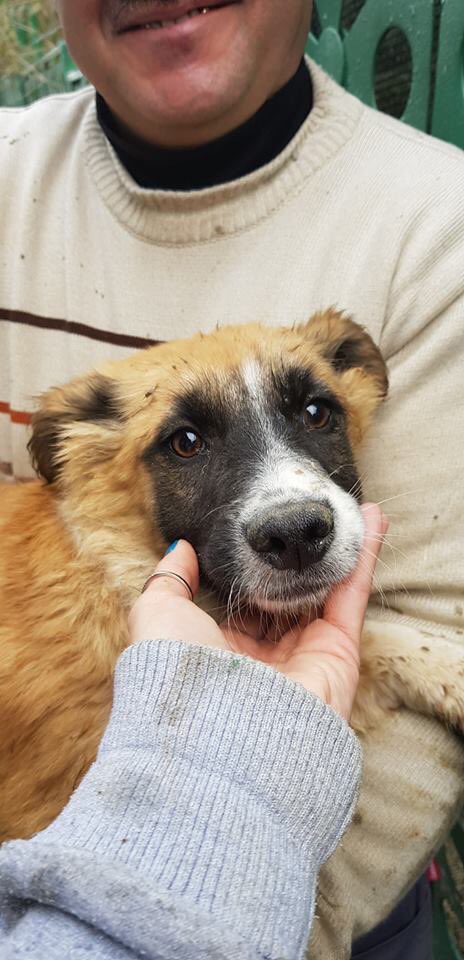 bidtosaveastray's tweet photo. 20 #Dogs &amp; 2 #cats are setting off on journey to new homes from #Wonderland. Lucky PAWS: Murphy the cat to #Germany &amp; Snow White to #France #UK, Mabel the cat, Ted, Micky, Anya, Faye, Mia, Bibi, Lento, Jess, Pola, Nestya, Bruce, Candy, Honey, Lila, Nila, Mari, Moss, Hope &amp; Lily. https://t.co/G4iP3c03As