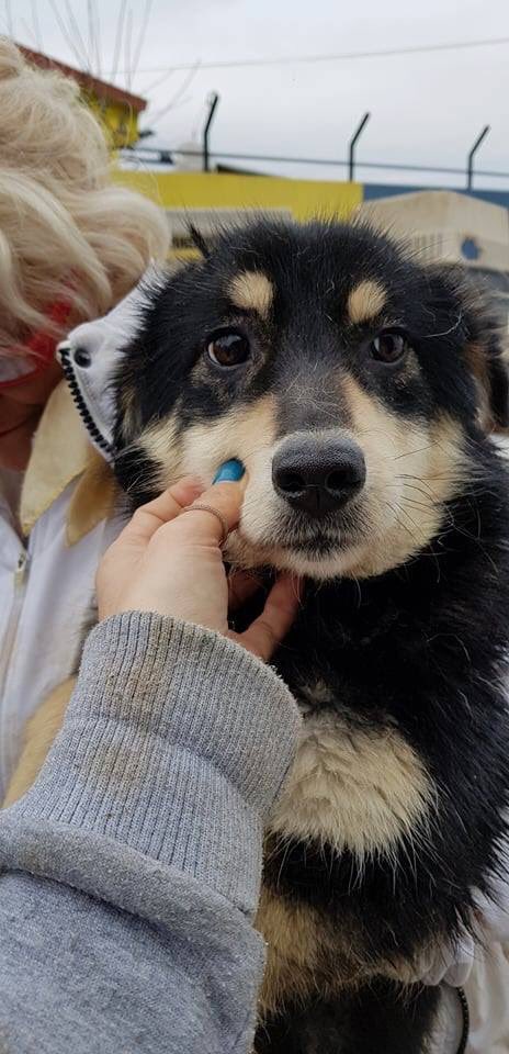 bidtosaveastray's tweet photo. 20 #Dogs &amp; 2 #cats are setting off on journey to new homes from #Wonderland. Lucky PAWS: Murphy the cat to #Germany &amp; Snow White to #France #UK, Mabel the cat, Ted, Micky, Anya, Faye, Mia, Bibi, Lento, Jess, Pola, Nestya, Bruce, Candy, Honey, Lila, Nila, Mari, Moss, Hope &amp; Lily. https://t.co/G4iP3c03As