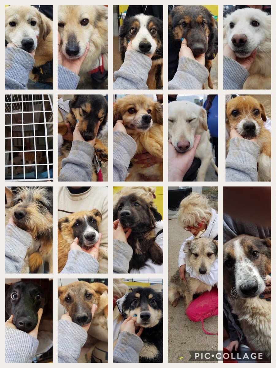 bidtosaveastray's tweet photo. 20 #Dogs &amp; 2 #cats are setting off on journey to new homes from #Wonderland. Lucky PAWS: Murphy the cat to #Germany &amp; Snow White to #France #UK, Mabel the cat, Ted, Micky, Anya, Faye, Mia, Bibi, Lento, Jess, Pola, Nestya, Bruce, Candy, Honey, Lila, Nila, Mari, Moss, Hope &amp; Lily. https://t.co/G4iP3c03As