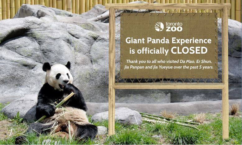 TheTorontoZoo's tweet image. Thank you to everyone who joined us to say farewell to giant pandas Er Shun, Da Mao, Jia Panpan and Jia Yueyue 🐼

Please note that the Giant Panda Experience is now closed, and the pandas will soon be making their journey to @CalgaryZoo.