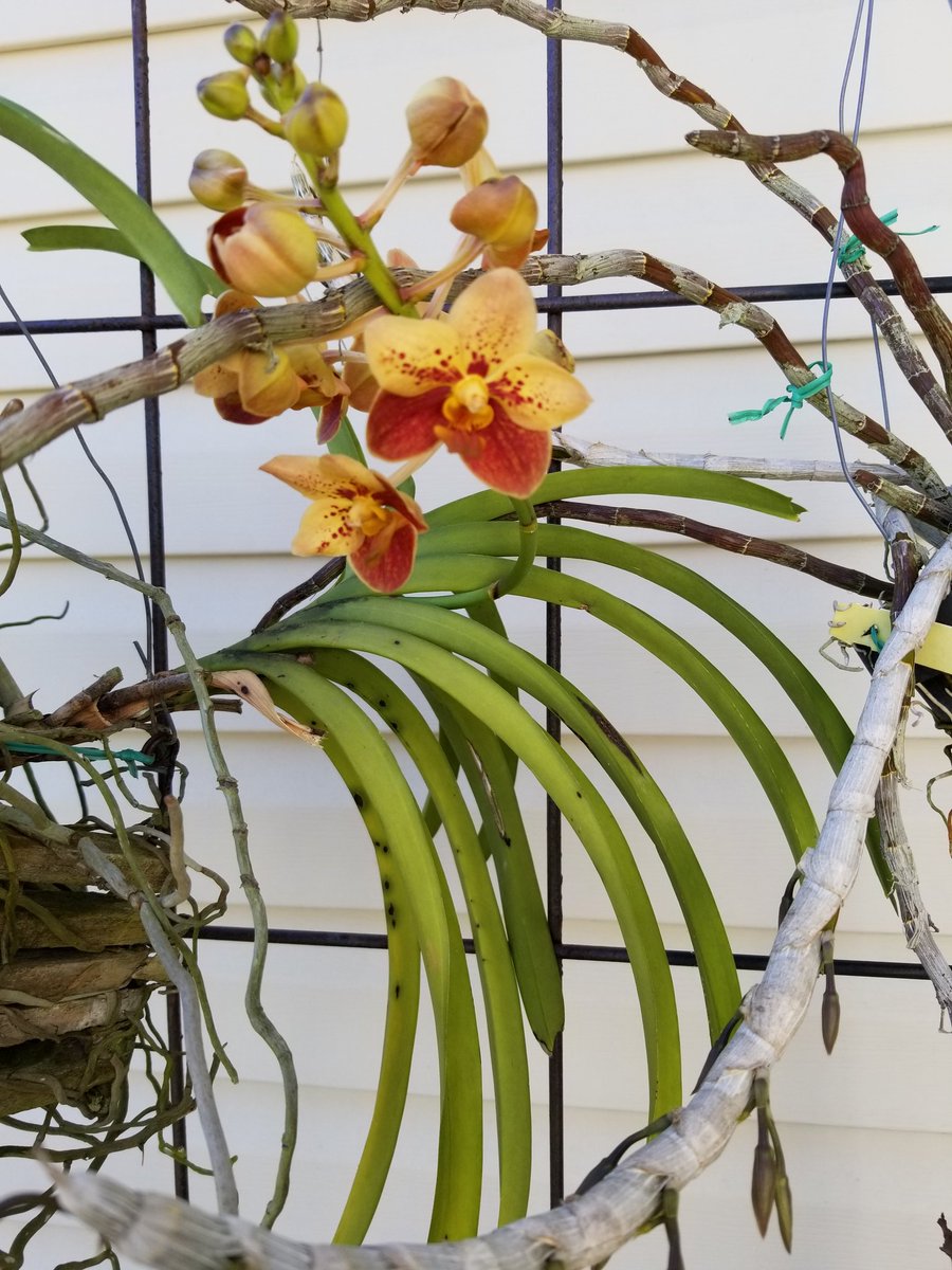 adelejenczyk1's tweet photo. Surprised to see this in #mygarden today #dendronium #LittleSweetScarlet #orchids #blooming #flowers #nature https://t.co/8xP4EbAz2n